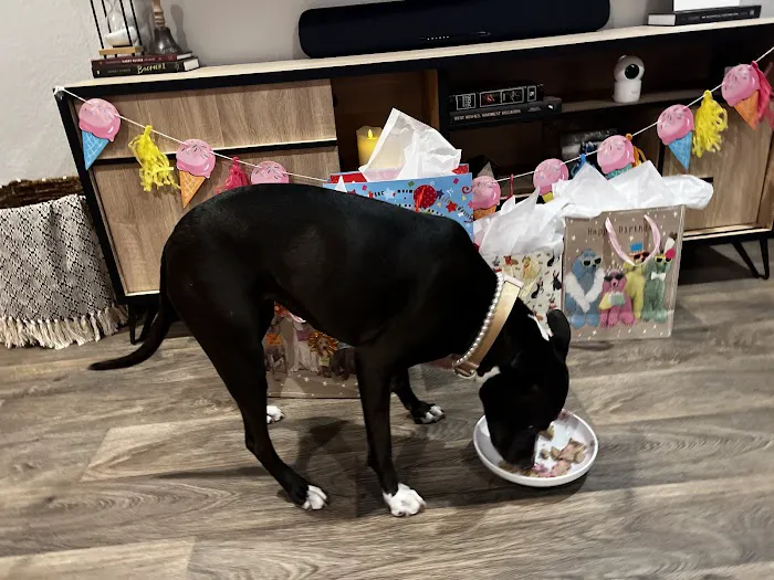 Bonnie's Pup Cakes Picture 8