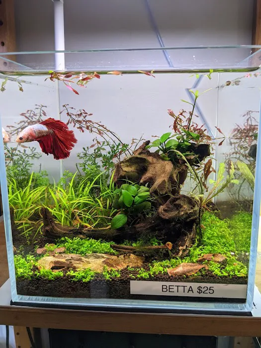 Tiny Aquatics Picture 7