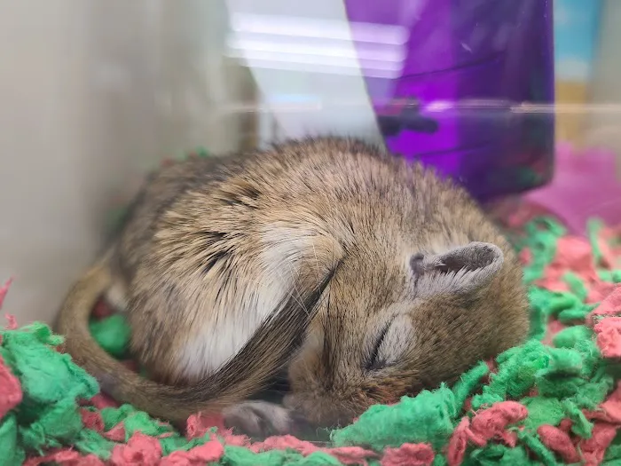 Pet Supplies Plus Round Rock Picture 5