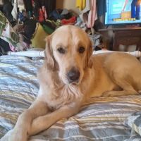 Banfield Pet Hospital ico