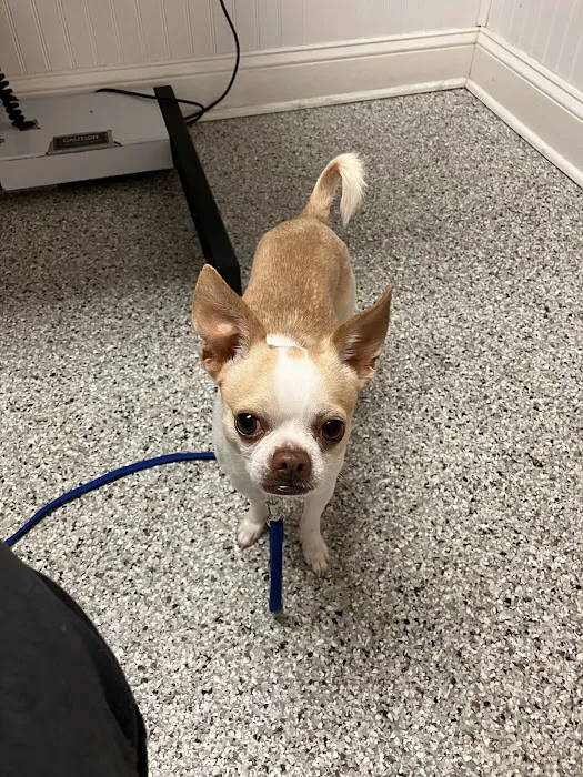 Chesapeake Animal Clinic Picture 9