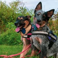 Chesapeake Animal Clinic ico