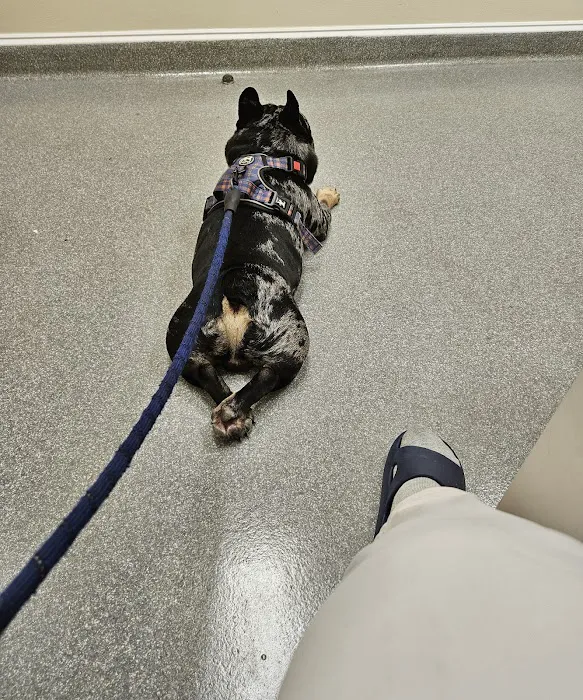 Dunkirk Animal Hospital Picture 2