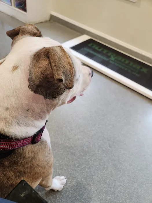 Dunkirk Animal Hospital Picture 1