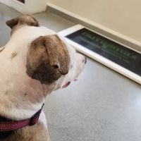 Dunkirk Animal Hospital ico