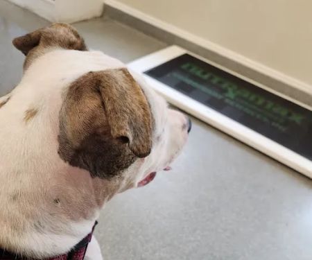 Dunkirk Animal Hospital