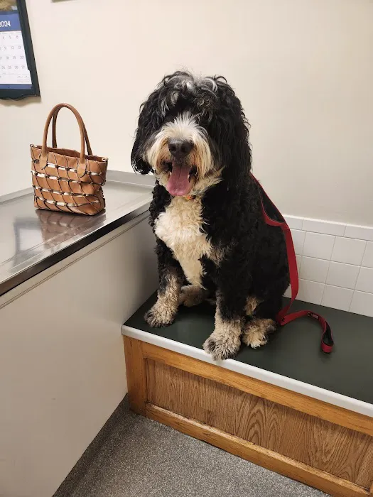 Dunkirk Animal Hospital Picture 4