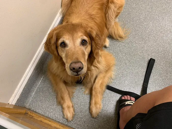 Dunkirk Animal Hospital Picture 1