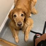 Dunkirk Animal Hospital
