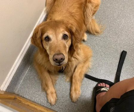 Dunkirk Animal Hospital
