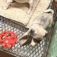 Partners Pet Center ico