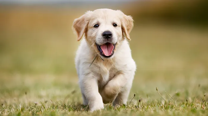 Partners Pet Center Picture 8