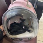 Spay Spot