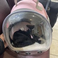 Spay Spot ico