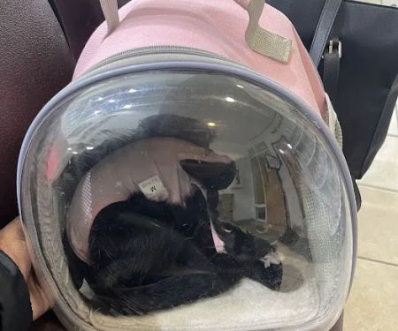 Spay Spot