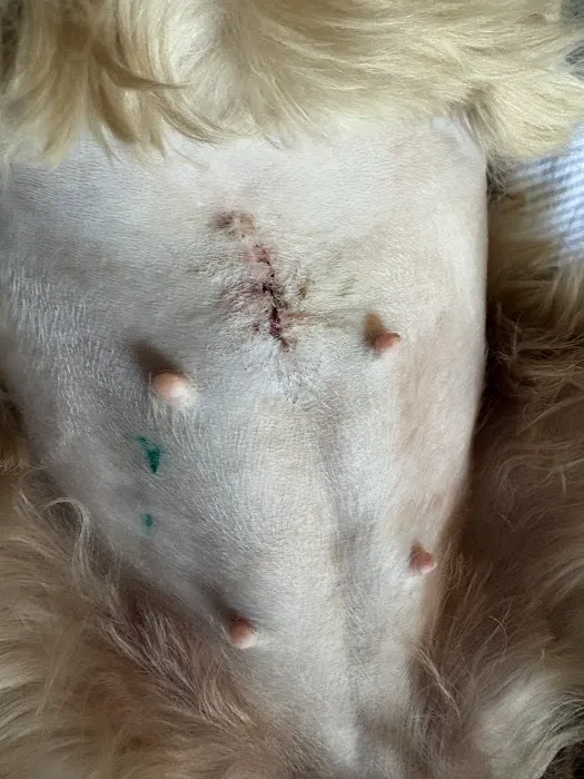 Spay Spot Picture 6