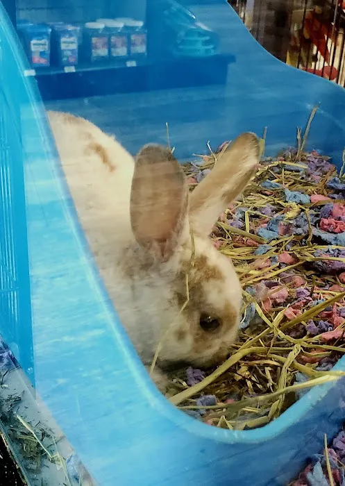 Pet Supermarket Picture 4