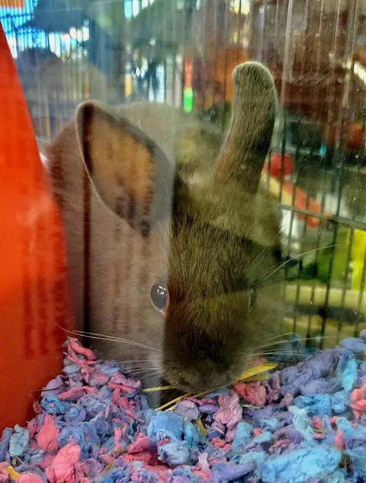 Pet Supermarket Picture 3