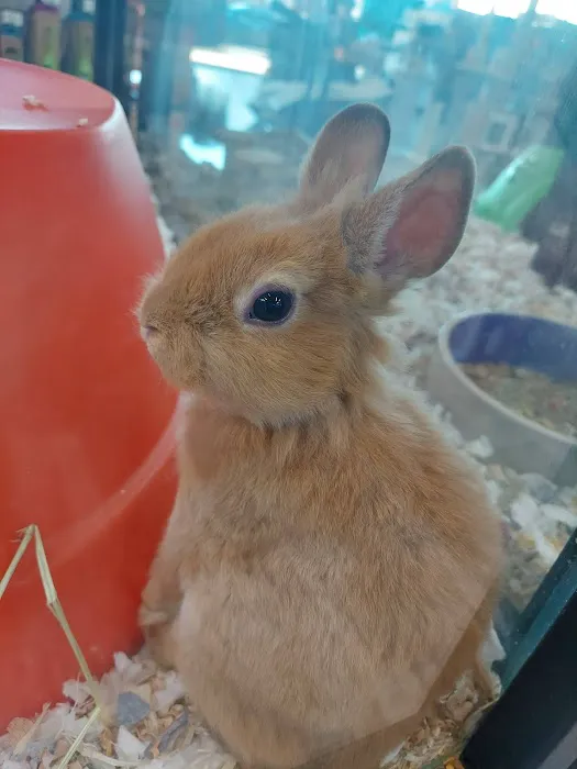 Pet Supermarket Picture 10