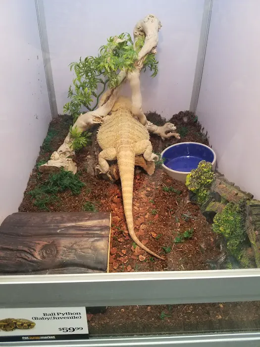 Pet Supermarket Picture 7