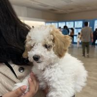 Furever Pets ico