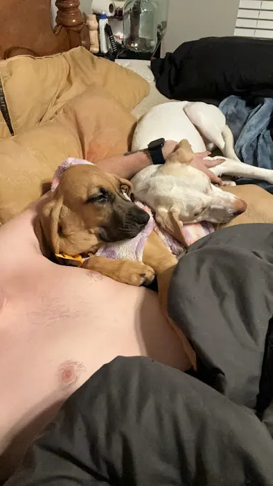 Furever Pets Picture 3
