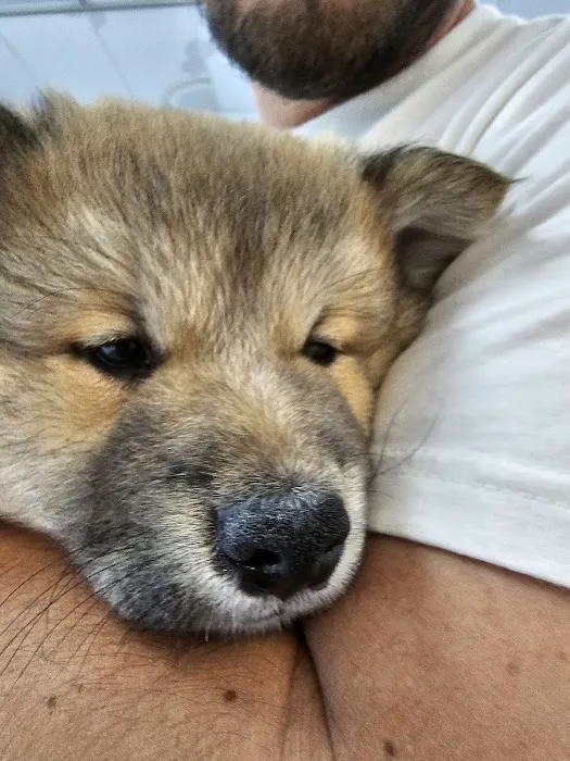 Furever Pets Picture 7