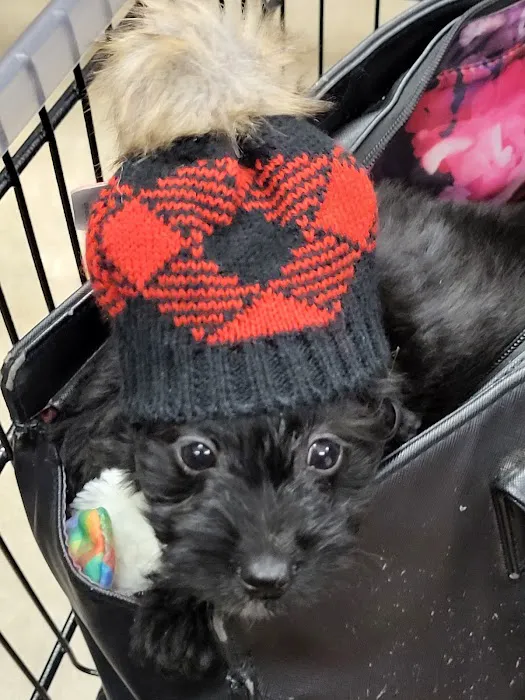 Furever Pets Picture 5