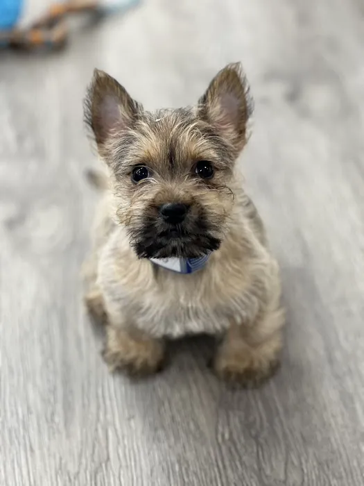 Furever Pets Picture 10
