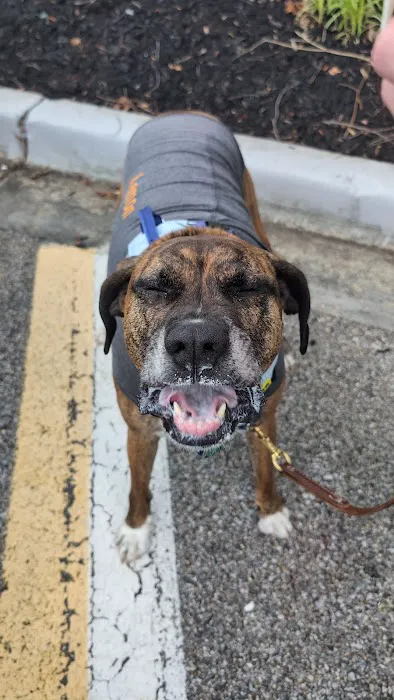 All Paws Veterinary Center Picture 1