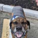 All Paws Veterinary Center
