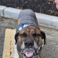 All Paws Veterinary Center ico