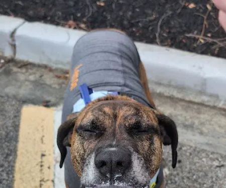 All Paws Veterinary Center