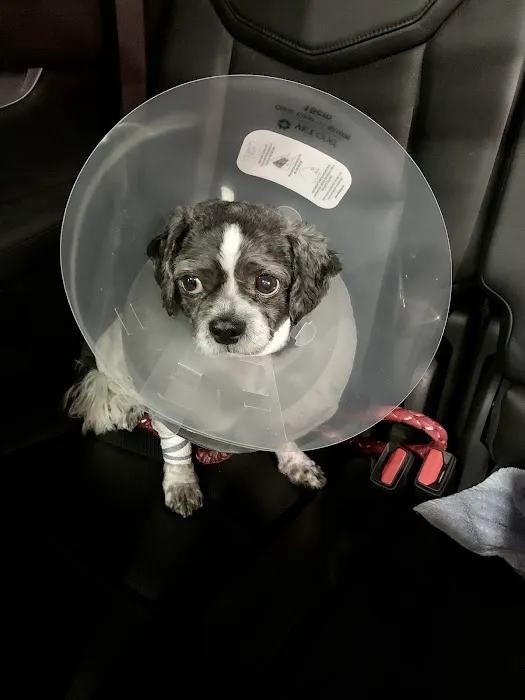 All Paws Veterinary Center Picture 7