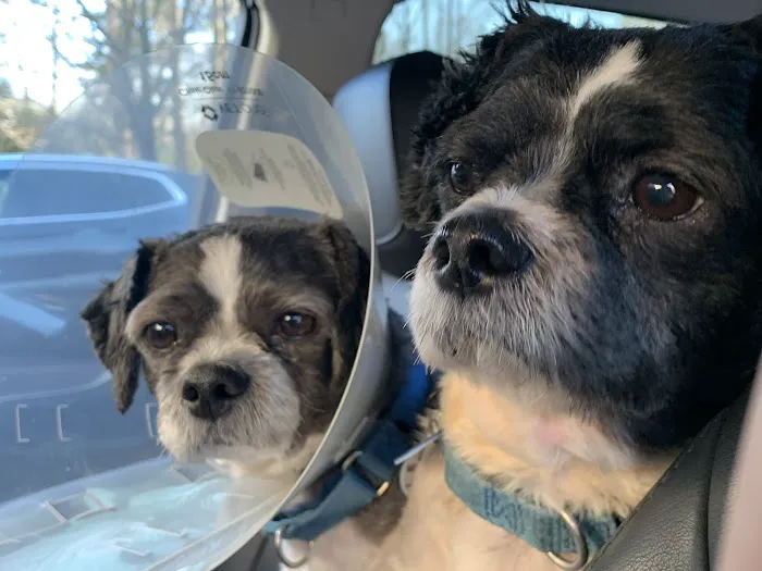 All Paws Veterinary Center Picture 8