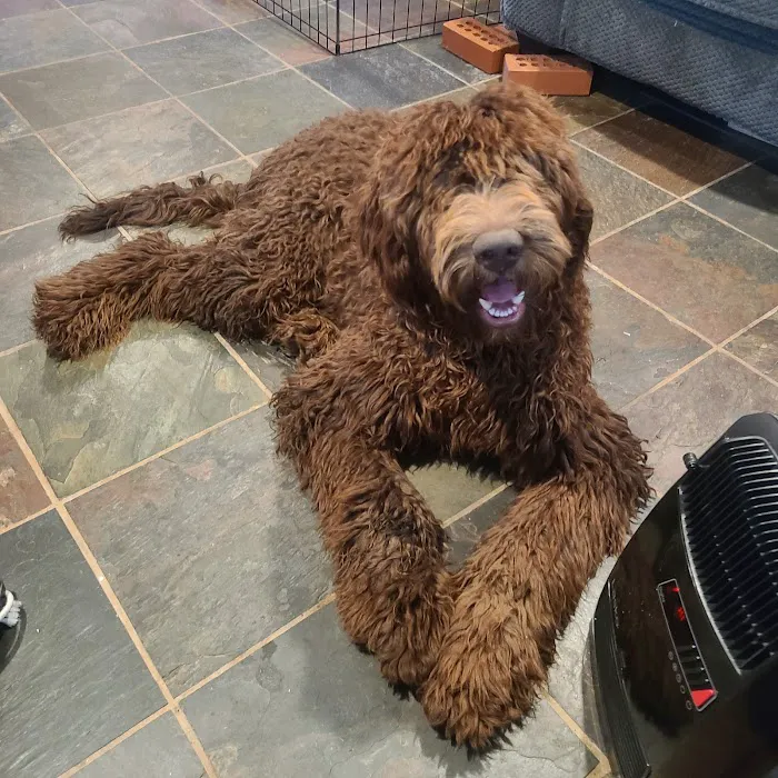All Paws Veterinary Center Picture 3