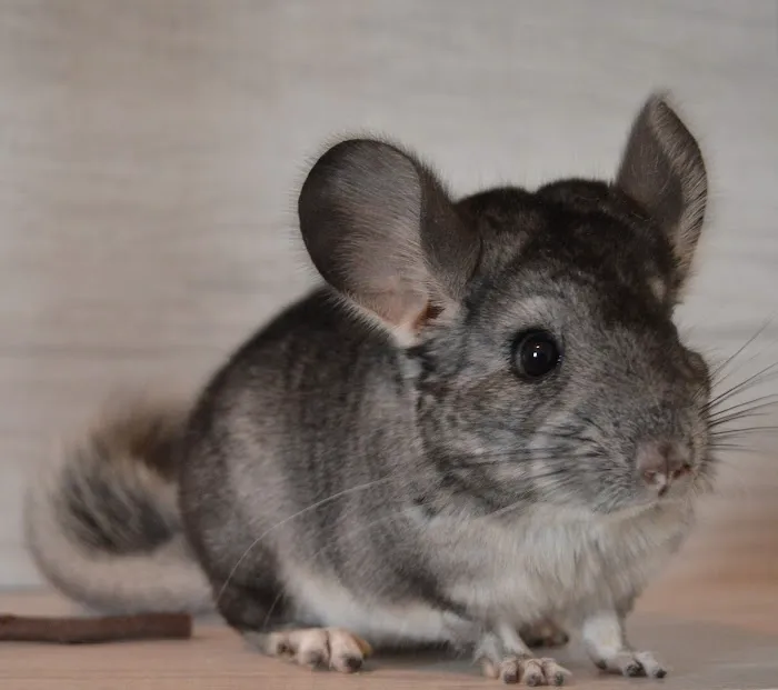 Chillin Chinchillas & Exotics Picture 2