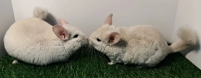Chillin Chinchillas & Exotics Picture 1