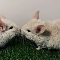 Chillin Chinchillas & Exotics ico