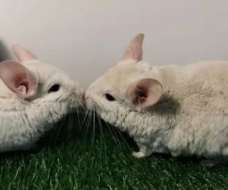 Chillin Chinchillas & Exotics