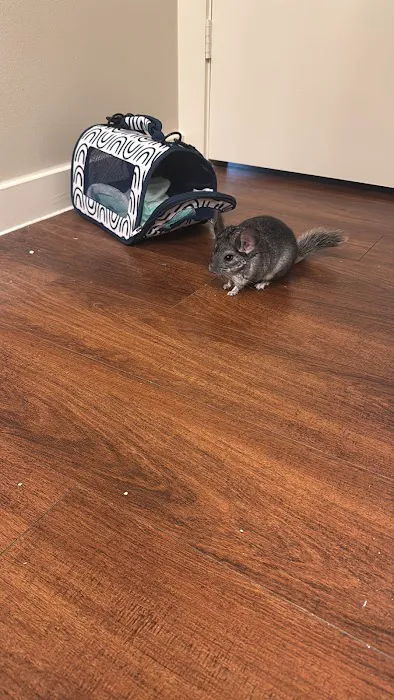 Chillin Chinchillas & Exotics Picture 4