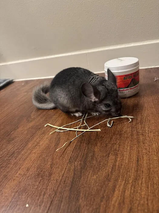 Chillin Chinchillas & Exotics Picture 5
