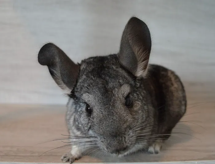 Chillin Chinchillas & Exotics Picture 3