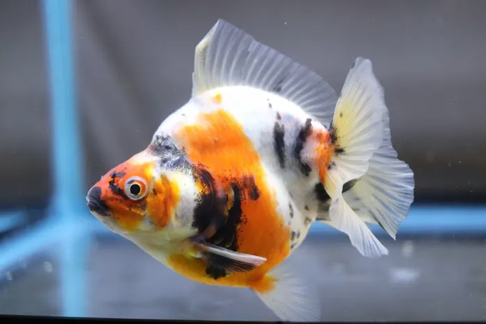 chuchu goldfish Picture 2