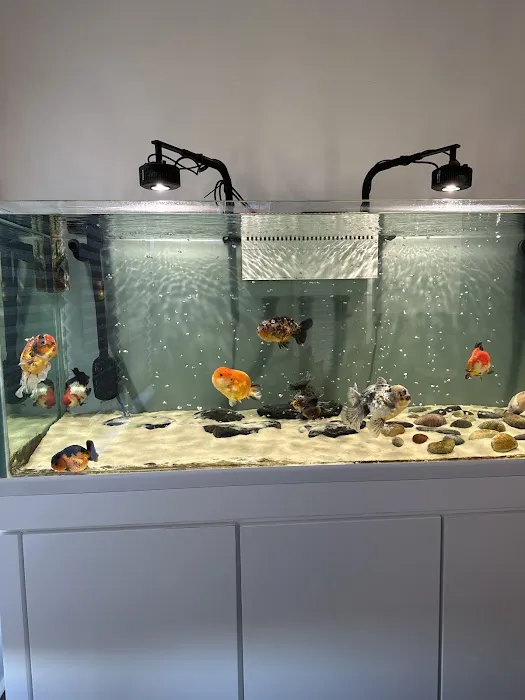 chuchu goldfish Picture 1
