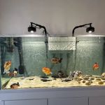 chuchu goldfish