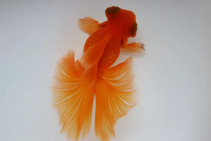 chuchu goldfish Picture 8