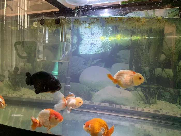 chuchu goldfish Picture 5