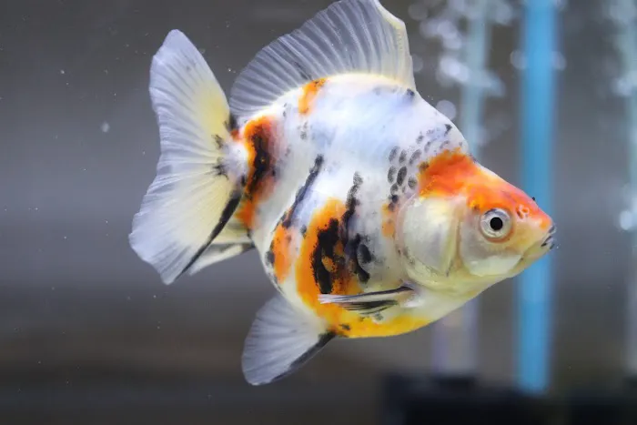 chuchu goldfish Picture 3