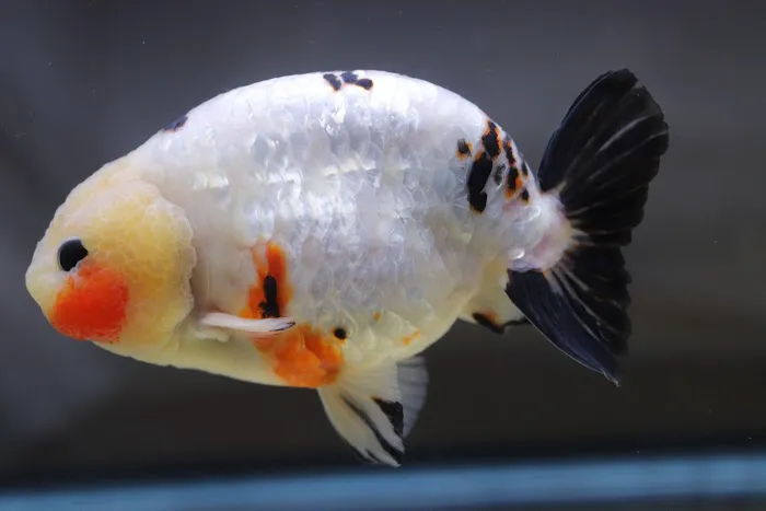chuchu goldfish Picture 4